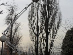 Potatura degli alberi